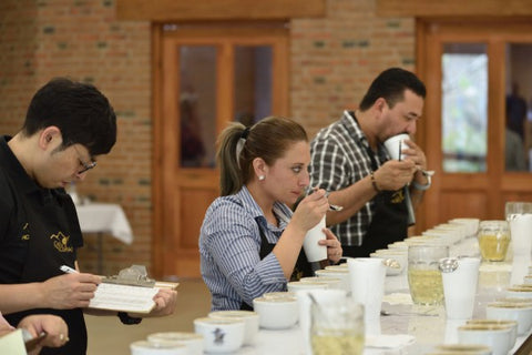 New Crop Cupping Vol.2