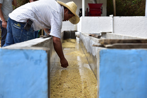 オスカーラミレスNew Crop入荷!