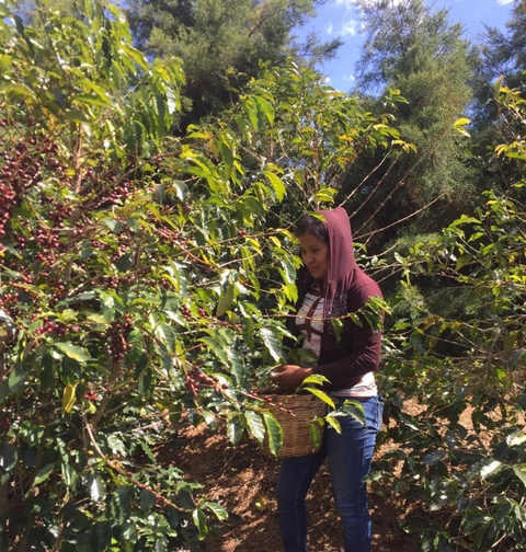 オルランド カルバハル ティピカ ナチュラル