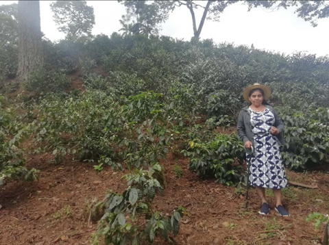 ホアキナ アルバラード ゲイシャ ウォッシュド