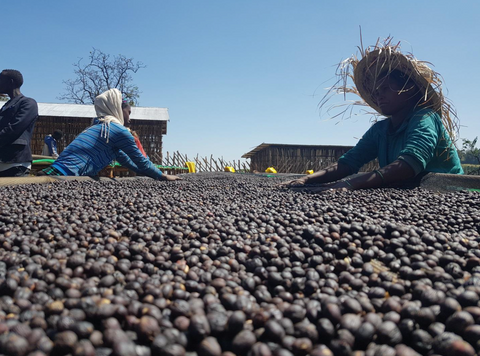 エチオピア マガリサ ブク ウォッシュド