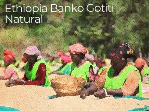 エチオピア バンコ ゴティティ ナチュラル