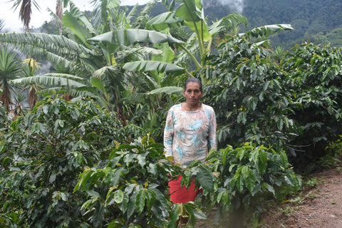 マリア エヴァロペス ティピカ ウォッシュド