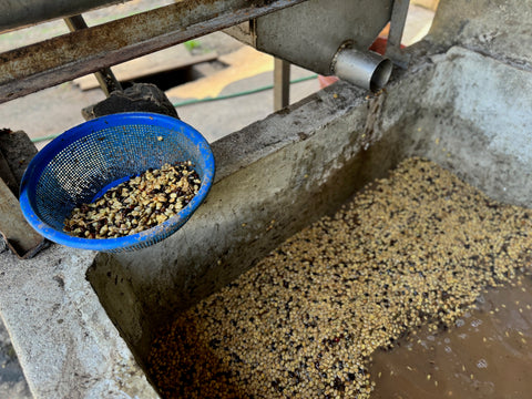 デヴィッド ムニョス パカス ウォッシュド