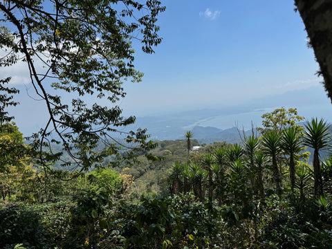 デヴィッド ムニョス パカス ウォッシュド