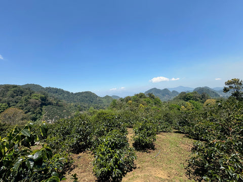 アグア ドゥルセ#2 ゲイシャ ハニー