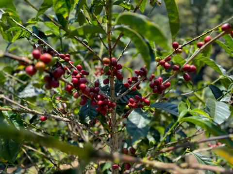 アグア ドゥルセ#2 ゲイシャ ハニー