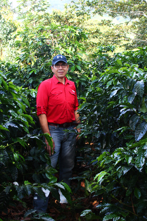 ネルソン ラミレス パライネマ ナチュラル