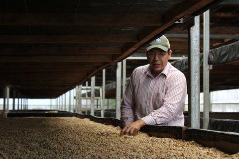 ネルソン ラミレス パライネマ ナチュラル