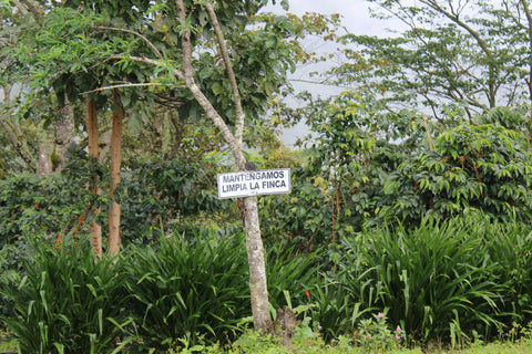 ネルソン ラミレス パライネマ ナチュラル