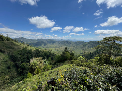 レナシミエント ウォッシュド BOP#13