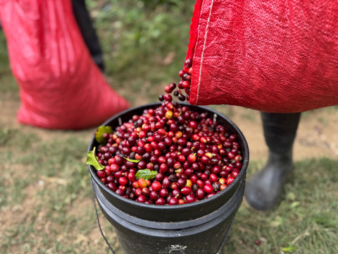 エヴィン モレノ パカス#4 アナエロビック ウォッシュド