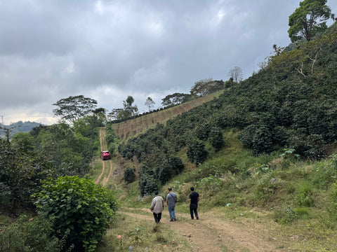 エヴィン モレノ パカス#4 アナエロビック ウォッシュド