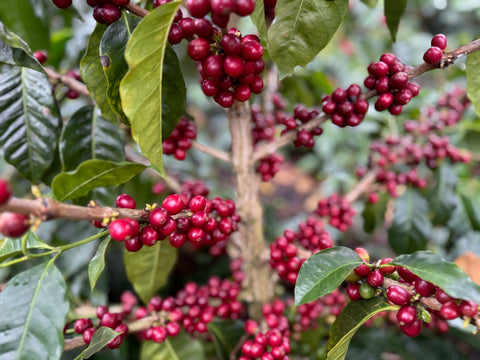 エヴィン モレノ パカス#4 アナエロビック ウォッシュド