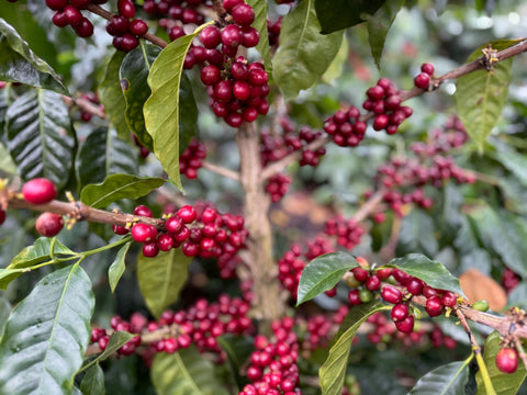 エヴィン モレノ SL28 アナエロビック ウォッシュド