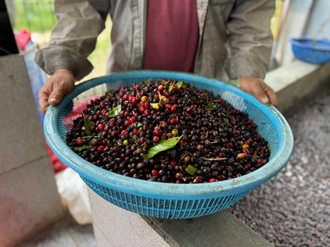 エヴィン モレノ SL28 アナエロビック ウォッシュド