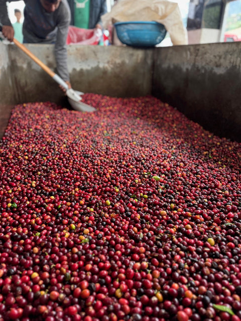 エヴィン モレノ SL28 アナエロビック ウォッシュド