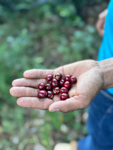 【 CoE品評会9位受賞】ネリー マルティネス ドリップバッグ