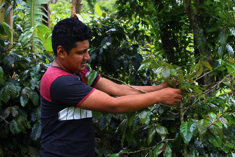 ホクソン メンドーサ ゲイシャ ウォッシュド