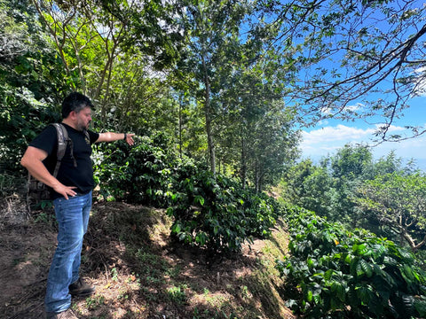 ククルーチョ ゲイシャ ハニー