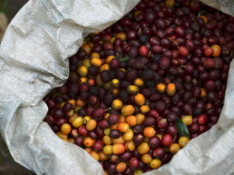 シングルオリジンすべて