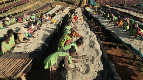 エチオピア バンコ ゴティティ ナチュラル