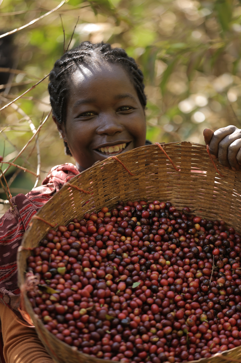 エチオピア バンコ ゴティティ ナチュラル
