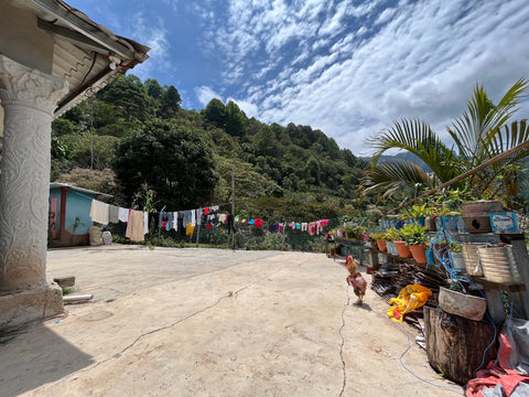 マニュエル マンシア ブルボン ナチュラル