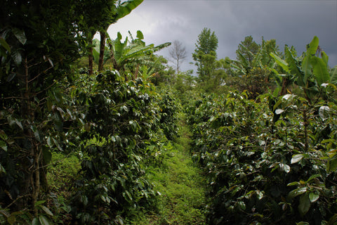 ホクソン メンドーサ ゲイシャ ウォッシュド