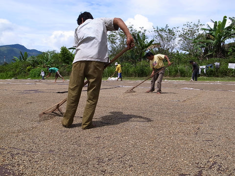 スマトラ マンデリン ライノ