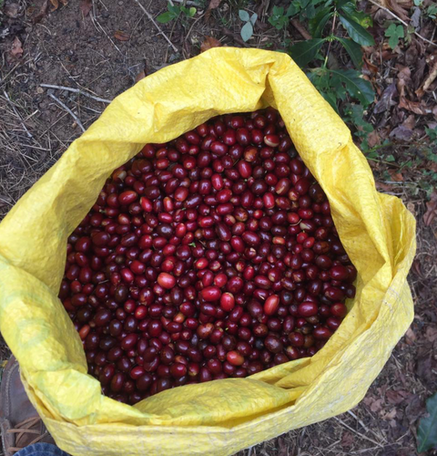 【Black Friday Max 62%OFF 送料無料】Drip Bag Los Pinos Typica 100%