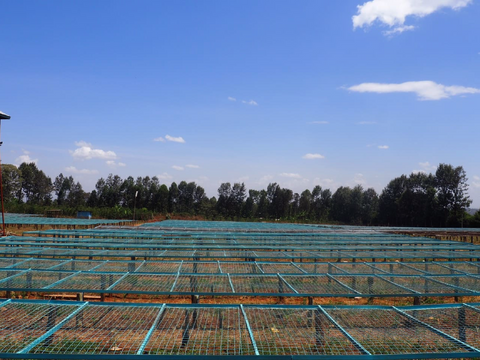 ケニア ギカンダ ンダロイ ウォッシュド