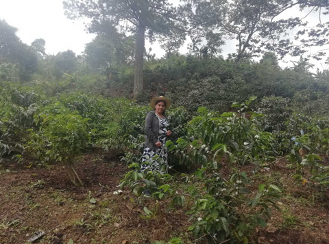 ホアキナ アルバラード ゲイシャ ウォッシュド