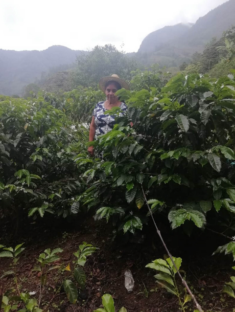 ホアキナ アルバラード ゲイシャ ウォッシュド