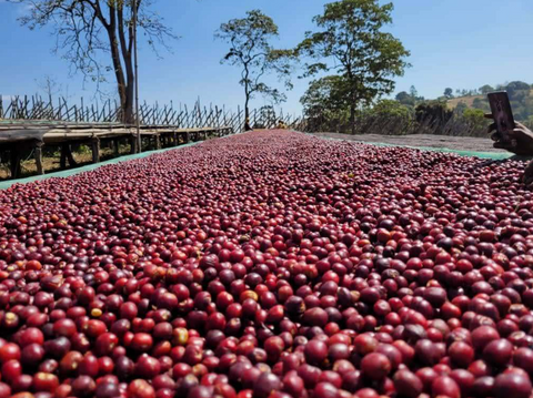 エチオピア マガリサ ブク ウォッシュド