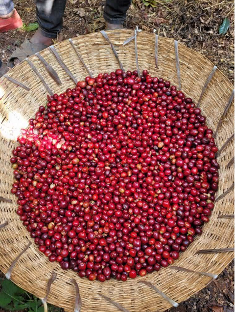 エチオピア マガリサ ブク ウォッシュド