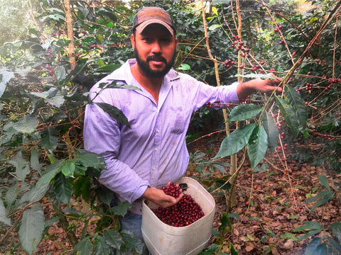 ファン フェルナンド ブルボン ナチュラル