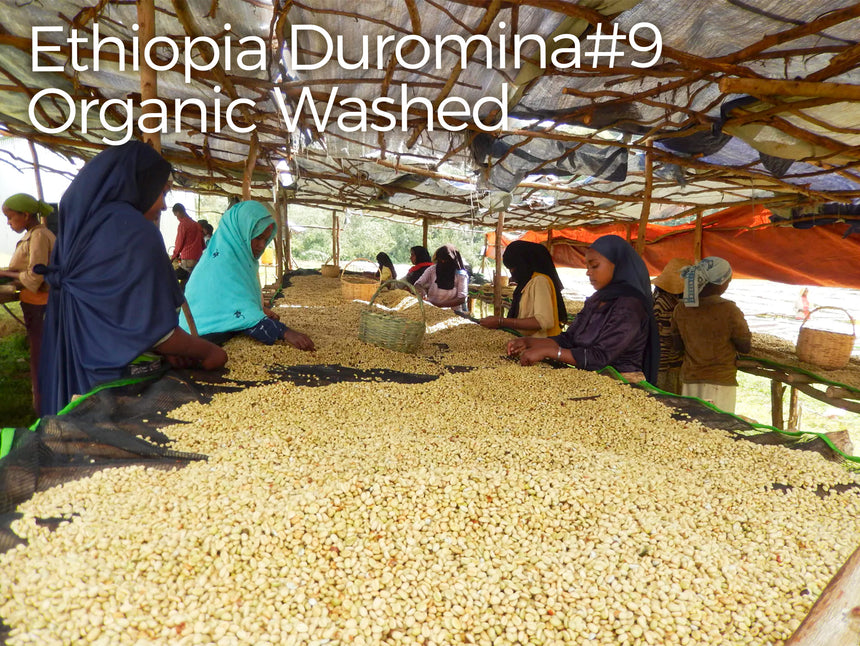 エチオピア デュロミナ #9 オーガニック ウォッシュド