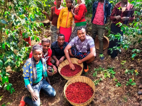 エチオピア マガリサ ブク ウォッシュド