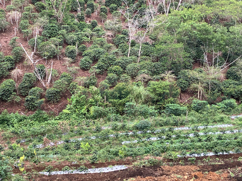 スマトラ マンデリン クラシック ブルボン