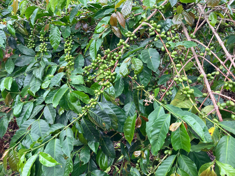 スマトラ マンデリン クラシック ブルボン