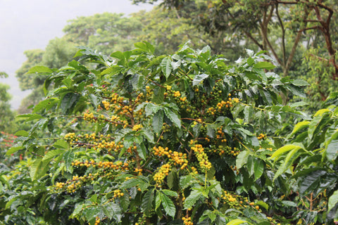 ネルソン ラミレス パライネマ ナチュラル