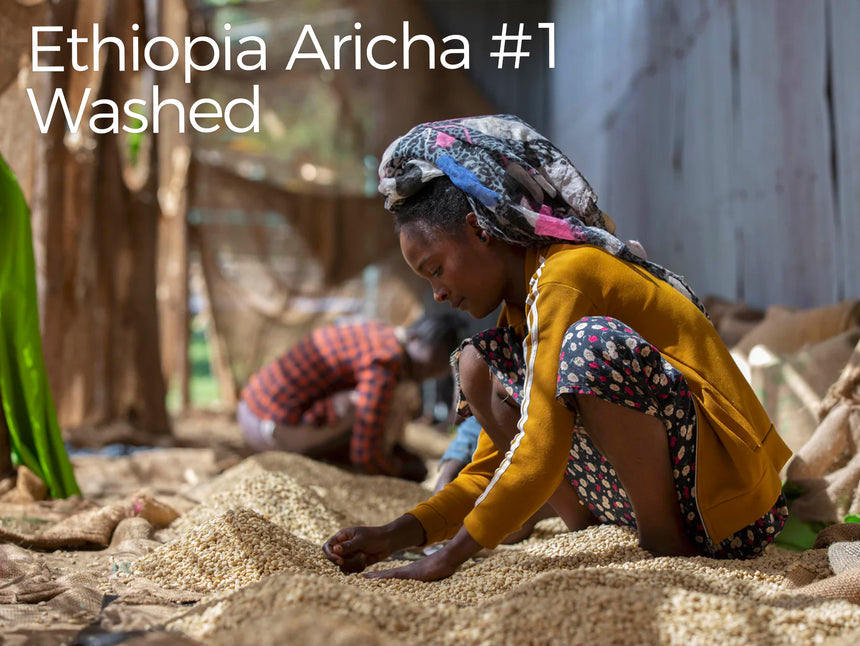 エチオピア サミー アリチャ #1 ウォッシュド