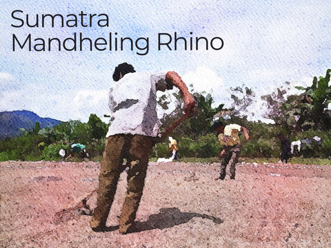 スマトラ マンデリン ライノ